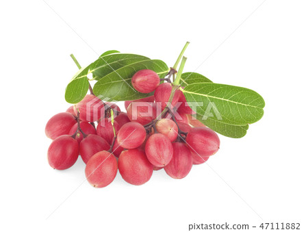 Carissa carandas Linn,Karanda, Carunda isolated Carissa carandas Linn,Karanda, Carunda isolated 47111882