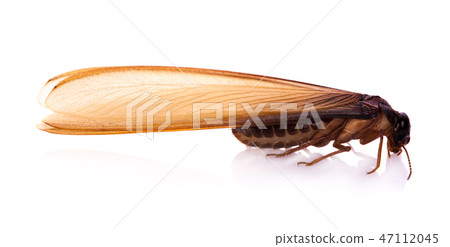 flying termite on white background flying termite on white background 47112045