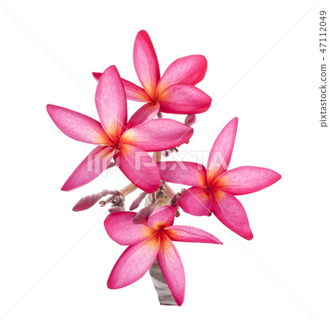 Plumeria flower on a white background 47112049
