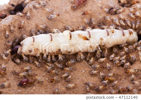 termite and queen termite in hole 47112140