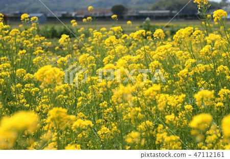 強姦開花 47112161