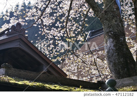 Mt. Koyasan in spring Mt. Koyasan in spring 47112182