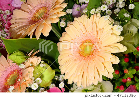花束（非洲菊）（深度成分） 47112380