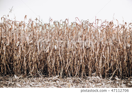 corn field ripe harvest beautiful trunks sky corn field ripe harvest beautiful trunks sky 47112706