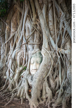 Buddha Head in Tree Roots, Ayutthaya, Thailand Buddha Head in Tree Roots, Ayutthaya, Thailand 47112893