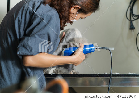Female groomer cutting hair of cat Female groomer cutting hair of cat 47112967