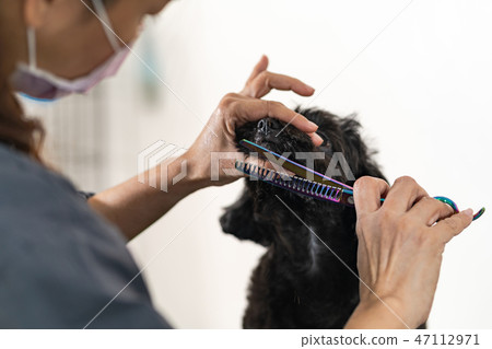 Female groomer cutting hair of small dog Female groomer cutting hair of small dog 47112971