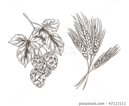 Wheat and Hop Bunches Isolated on White Background 47113111