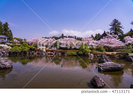 (Shizuoka Prefecture) Cherry tree full-bloom Oishiji garden and Mt. Fuji 47113171