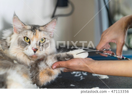 Cat grooming, Groomer cutting hair of cat  Cat grooming, Groomer cutting hair of cat  47113356