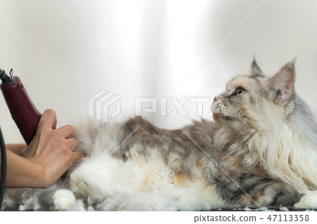 Cat grooming, Groomer cutting hair of cat Cat grooming, Groomer cutting hair of cat 47113358