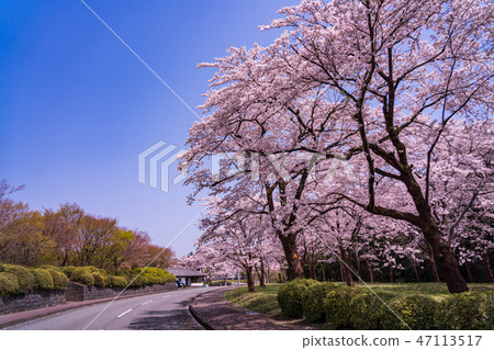 (Shizuoka Prefecture) Sakura in full bloom · Inside the precincts of Oishoji (Shizuoka Prefecture) Sakura in full bloom · Inside the precincts of Oishoji 47113517