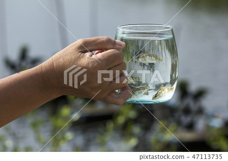 Soft focus of  White Sea Bass in a glass. 47113735