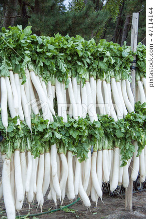 Scenery of dried radish Scenery of dried radish 47114144
