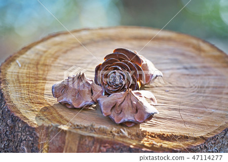 Brown cedar rose 47114277