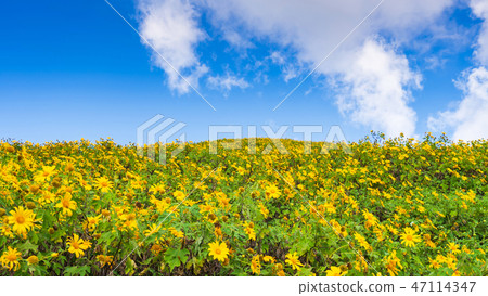 Yellow flowers on the mountain 47114347