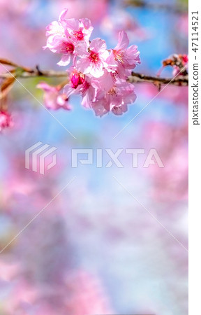 Sakura Flower Ai Ten Shun Ten Flowering Flower Garden Sakura Sakura 47114521