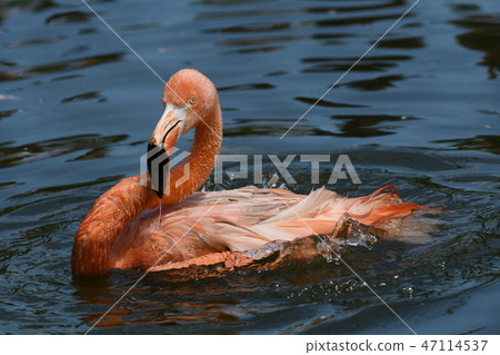 Beni Iro Flamingo 10 Beni Iro Flamingo 10 47114537