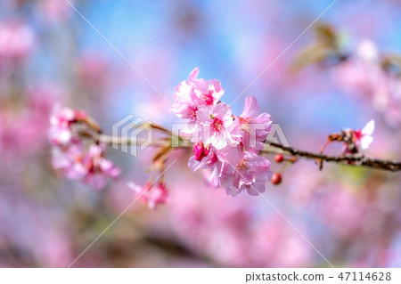 櫻花花愛十順十種開花的花園櫻花櫻花 櫻花花愛十順十種開花的花園櫻花櫻花 47114628