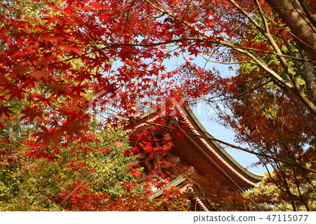 Autumn leaves of Shishiji Temple 2018 Autumn leaves of Shishiji Temple 2018 47115077