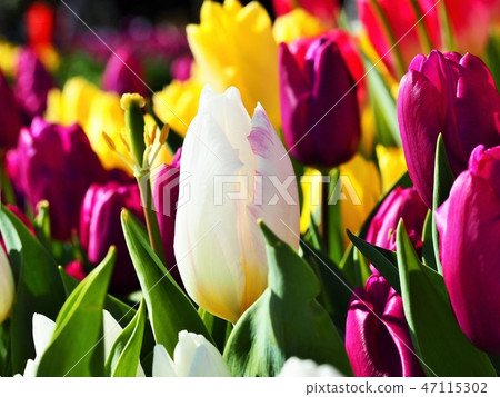 Colorful tulip field 47115302