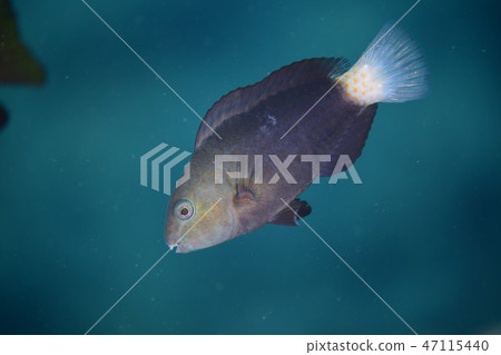 Juvenile bream 47115440