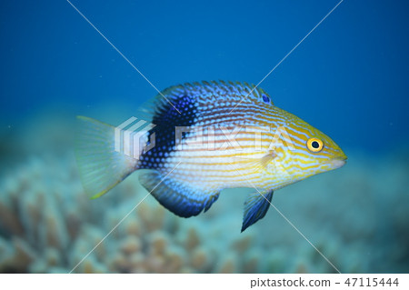 Young fish of the kingfish 47115444