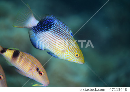 Young fish of the kingfish Young fish of the kingfish 47115448