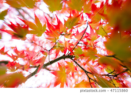 Autumn leaves Autumn leaves 47115860