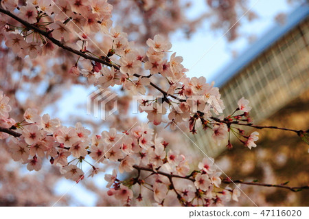 Cherry Blossoms Cherry Blossoms 47116020