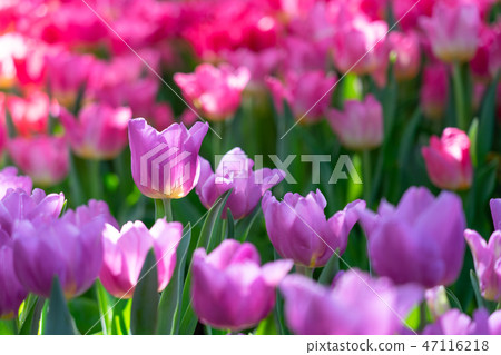 Bouquet of tulips (Tulipa spp. L.) with light 47116218