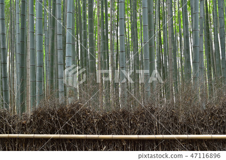 Bamboo grove in Sagano 47116896