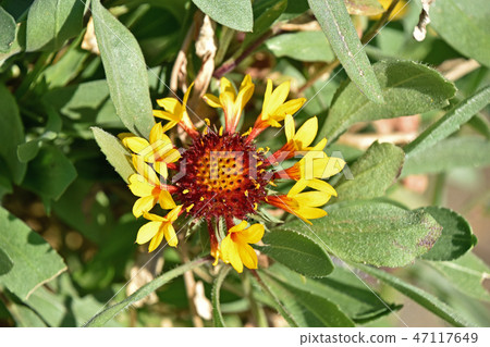 Yaguruma Tenningiku (Tiger Chrysanthemum) Yaguruma Tenningiku (Tiger Chrysanthemum) 47117649