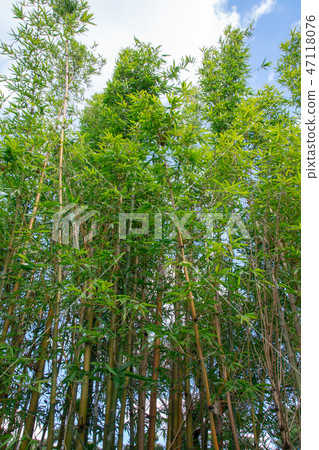 Bamboo and blue sky 47118076
