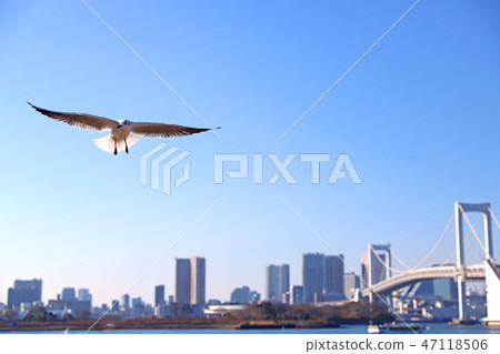 Kamome flying in the sky 47118506