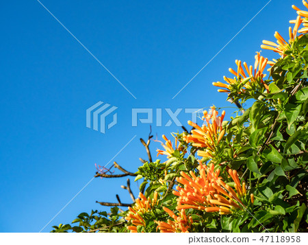Orange trumpet flowers 47118958