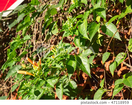 Orange trumpet flowers 47118959