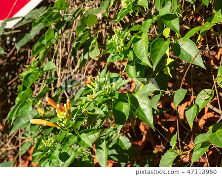 Orange trumpet flowers 47118960