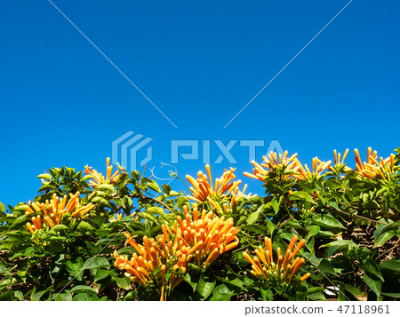 Orange trumpet flowers 47118961