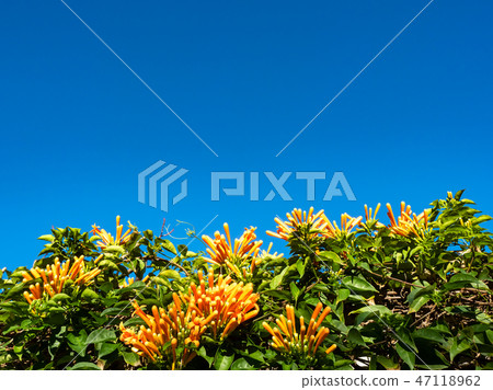 Orange trumpet flowers Orange trumpet flowers 47118962
