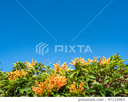 Orange trumpet flowers Orange trumpet flowers 47118963