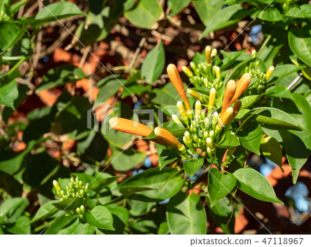 Orange trumpet flowers Orange trumpet flowers 47118967