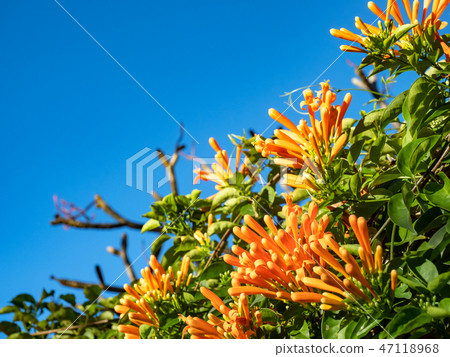 Orange trumpet flowers Orange trumpet flowers 47118968