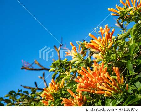 Orange trumpet flowers 47118970