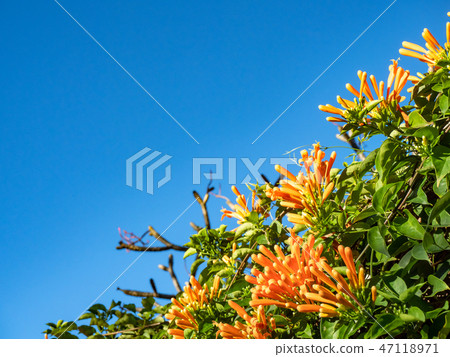 Orange trumpet flowers 47118971
