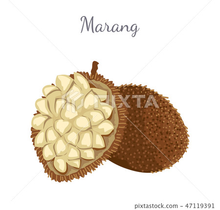 Marang Exotic Juicy Fruit Vector Isolated Terap 47119391