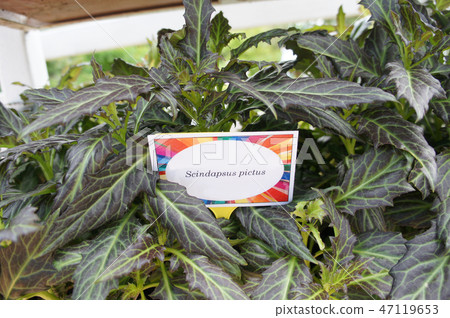 Scindapsus pictus plant Scindapsus pictus plant 47119653