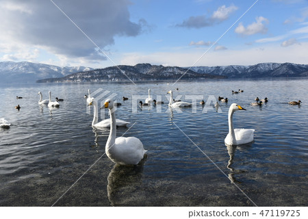 冬天的屈斜路湖 冬天的屈斜路湖 47119725