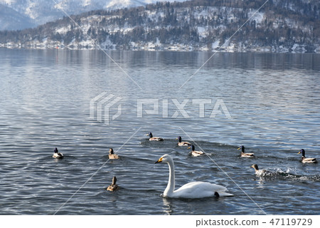 冬天的屈斜路湖 冬天的屈斜路湖 47119729