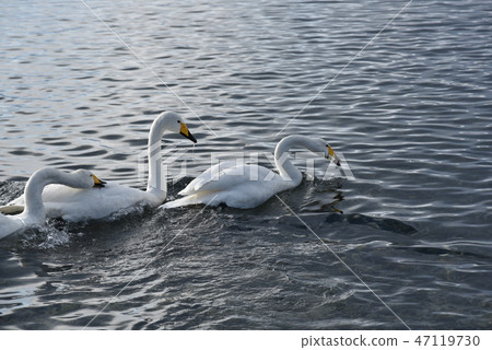 冬天的屈斜路湖 47119730